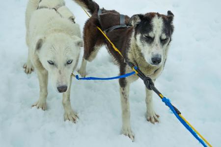 雪橇狗, 阿拉斯加, 狗拉雪橇, 雪橇, 狗, 雪橇, 雪