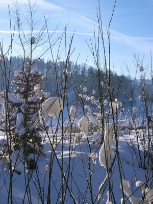 冬天, 太阳, 雪, 自然, 蓝色, 树, 户外