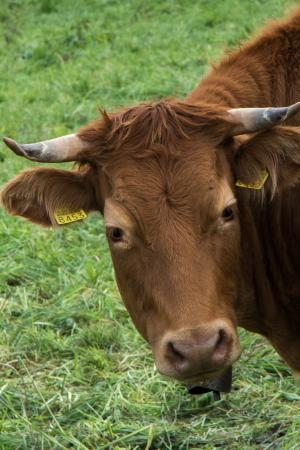 母牛, 动物, 牛, 农场里的动物, 喇叭, 反刍动物, 牧场