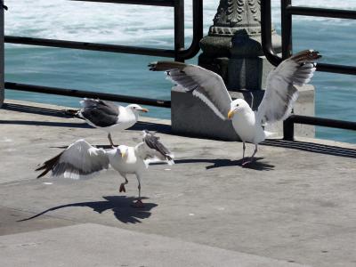 海鸥, 鸟, 自然, 加利福尼亚州, 亨廷顿, 海滩