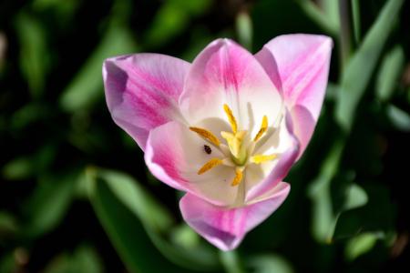 郁金香, 关闭, 花, 自然, 白色粉红色, schnittblume, 花
