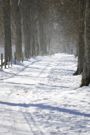 冬天, 走了, 感冒, 白色, 雪, 树木, 冬天的心情