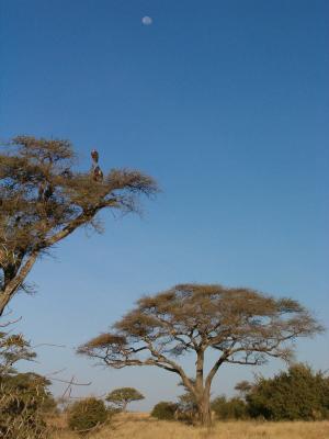 克鲁格国家公园, 树, 月亮, 天空, 非洲, 萨凡纳