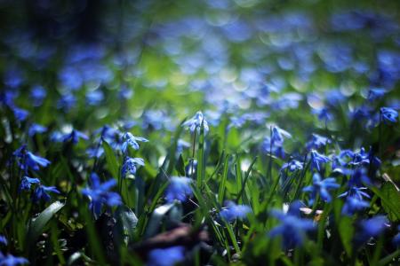 蓝色, 花瓣, 花, 散景, 植物, 户外, 自然