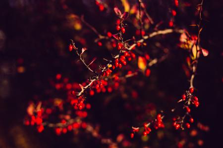 红色, 叶, 树, 分公司, 植物, 自然, 黑暗