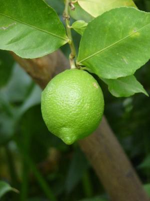 limone, 分公司, 自然, 绿色, 叶子, 柑橘类水果, 水果