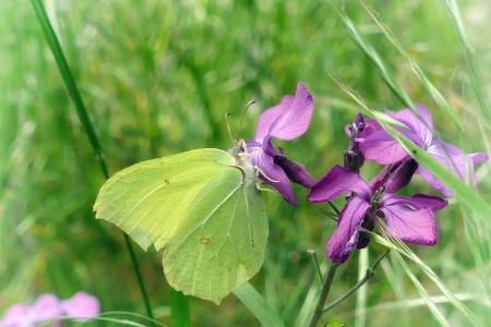 蝴蝶, gonepteryx rhamni, 紫色的小花, 自然