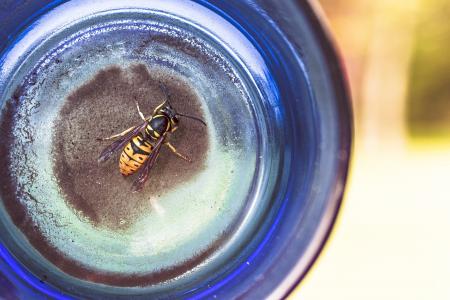动物, 瓶, 玻璃, 昆虫, 毒刺, 黄蜂, 自然