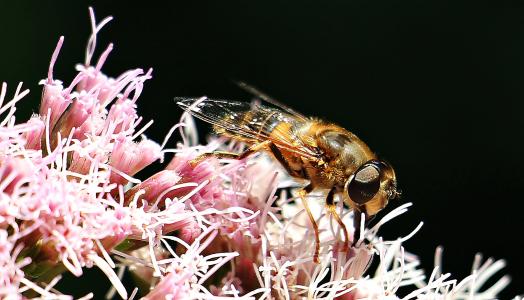 蜜蜂, 昆虫, 关闭, 自然, 花, 开花, 绽放
