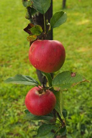 苹果, 树上苹果, 分公司, 水果, 绿色, 红色, 收获
