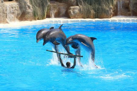 海豚, 预览, delfin, 牛群, 跳转, 海豚馆, 跳水