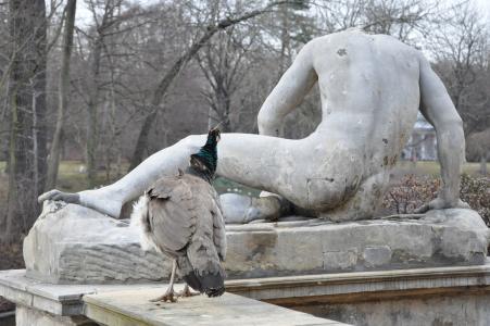 这座雕像, 孔雀, 好奇心, 兴趣的, 公园, 纪念碑, 的背部