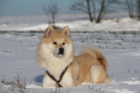 狗, 欧亚, 动物的照片, 宠物, 雪, 冬天, 毛皮