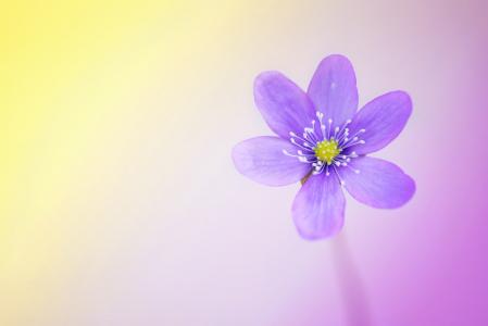花, 开花, 绽放, 紫色, 肝, 春天的花朵, 早就崭露头角