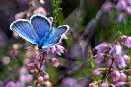 常见的蓝色, 蝴蝶, 蝴蝶, 蓝色, 希瑟, 自然, 昆虫