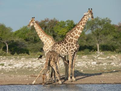 长颈鹿, 野生动物园, 纳米比亚, 饮料