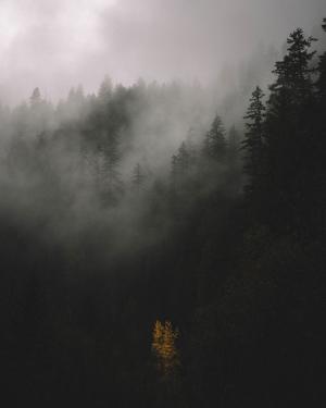 照片, 森林, 雾, 树, 植物, 自然, 反思