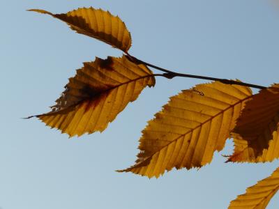 叶, 叶子, 秋天, 树, 枥 betulus, 白色山毛榉, 桦木温室