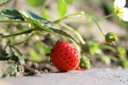 草莓, 红色, 水果, 夏天成熟, 保佑你, 花园, 浆果