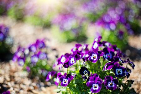 紫色的花, 花, 春天, 紫色, 自然, 花香, 自然