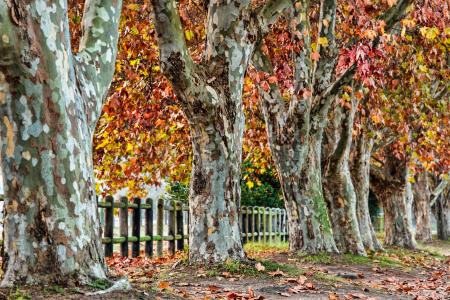 平面树, 秋天, 叶子, 秋天, 赛季, 自然, 悬铃木