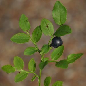 蓝莓, 越桔 myrtillus, 树枝, 芬兰野生浆果