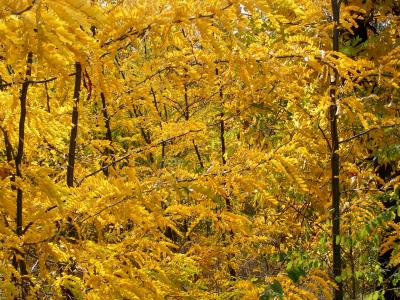 森林, 秋天, 树木, 黄色, 叶, 景观, 着色