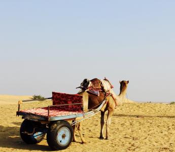 骆驼, 沙漠, 地平线, 印度, 仅有成人, 农业, 户外