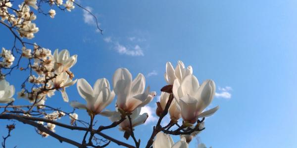 木兰, 白色的花, 春天, 自然, 花, 增长, 植物