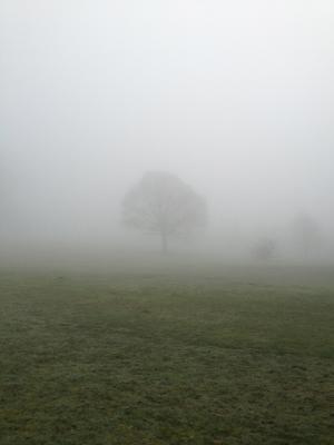 树, 雾, 公园, 农村, 国家, 字段, 雾