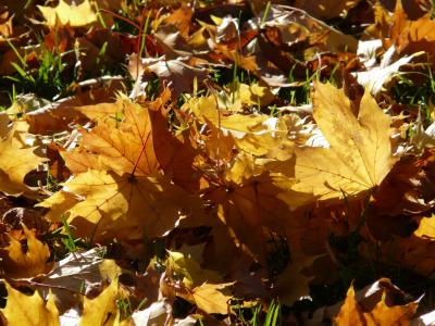秋天的落叶, 回光, 光, 叶子, 秋天, 秋天的树林, 棕色