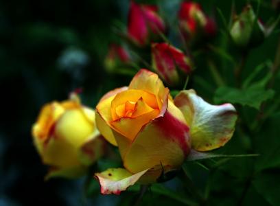 玫瑰花茶, 上升, 橙色, 黄色, 玫瑰花瓣, 花, 玫瑰花朵
