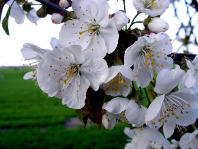 苹果树上的花, 开花, 春天, 白色, 树上苹果, 苹果花分公司, 自然