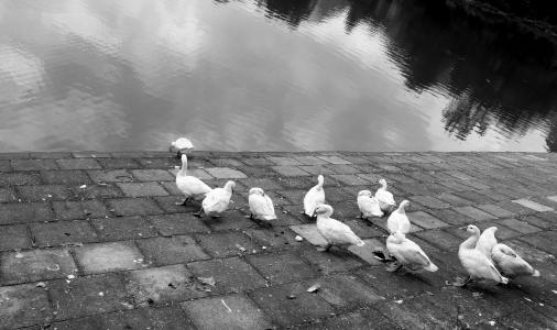 鸭, 水, 黑色和白色