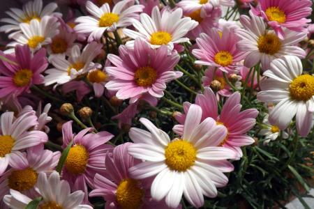 花, 雏菊, 粉色, 白色, 植物, 春天, 自然