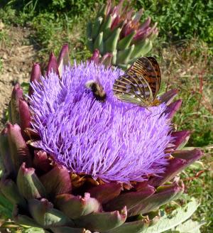 花, 朝鲜蓟, 紫罗兰色, 蝴蝶, 牧草, 昆虫, 自然