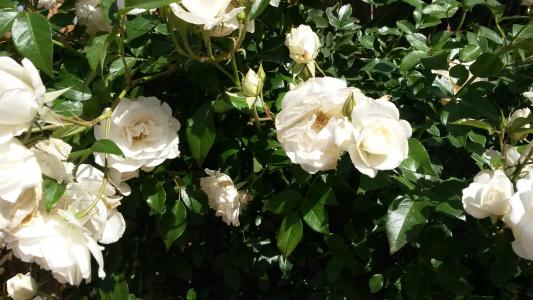 白玫瑰, 玫瑰花丛, 花园, 春天, 夏季, 植物, 花香