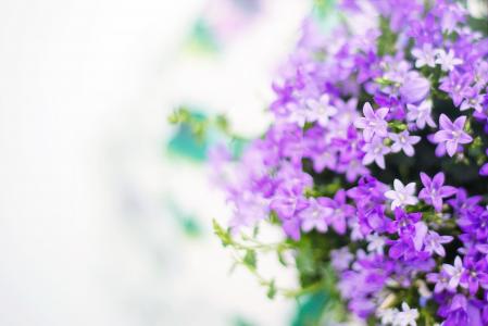 紫色的花, 春天, 夏季, 背景, 背景, 白色空间, 自然