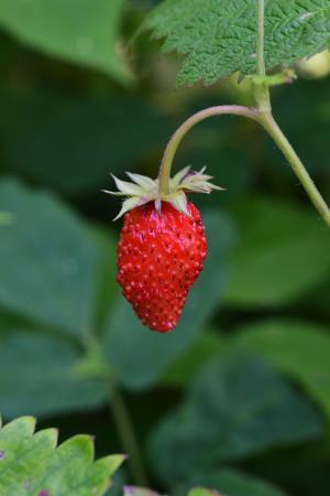 木头草莓, 浆果, 生物, 健康, 自然, 野生浆果, 水果