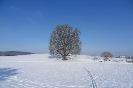 树, 雪, 冬天, 景观, 瑞士, 寒冷的温度, 自然