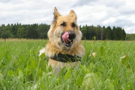 德国牧羊犬, 狗, nos, 舌头
