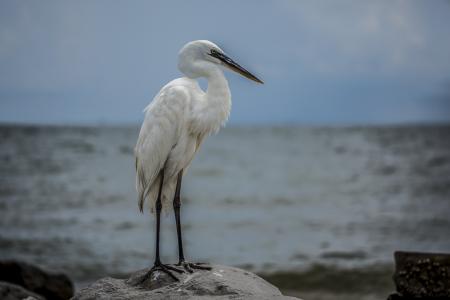 白鹭, 白鸟, 海滩, 野生动物, 墨西哥海湾