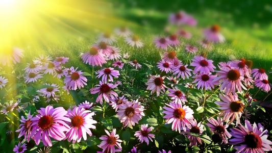 雏菊, 花, 夏季, 花香, 自然, 开花, 紫色