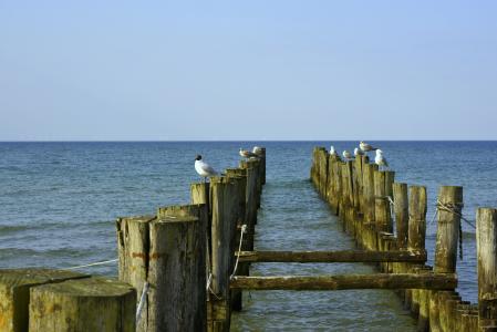 波罗地海, 海滩, zingst, 水, 海鸥, 海岸, 海