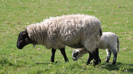 羊, 羔羊, 字段, 农场, 农业, 羊毛, 牲畜