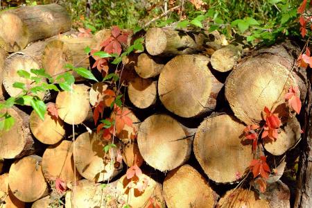 木柴, 阵营火, 冬天准备好, 秋天的颜色