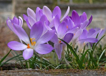 番红花, 花, 春天, 紫色, 紫色的小花, 紫罗兰色, 春天的花朵