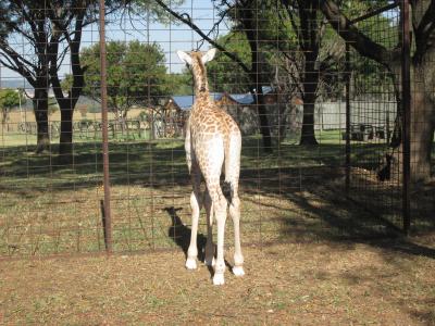 长颈鹿, 南非, 公园, 野生动物