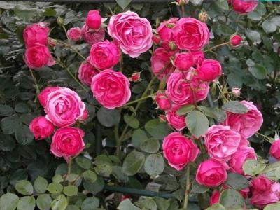 上升, 迷你玫瑰, 粉红色的花, 玫瑰花园