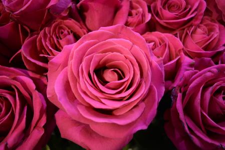 玫瑰, 花, 粉红色的花, 花颜色粉红色, 粉红色的花朵, 花, 玫瑰-花
